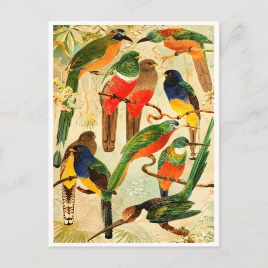 ヴァージン林からウドゥ、スールキュア、アリアンバス ポストカード (正面)