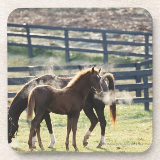 ヴァーモント、米国 コースター (正面)