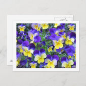 ヴィオラコルヌタ ポストカード (正面/裏面)