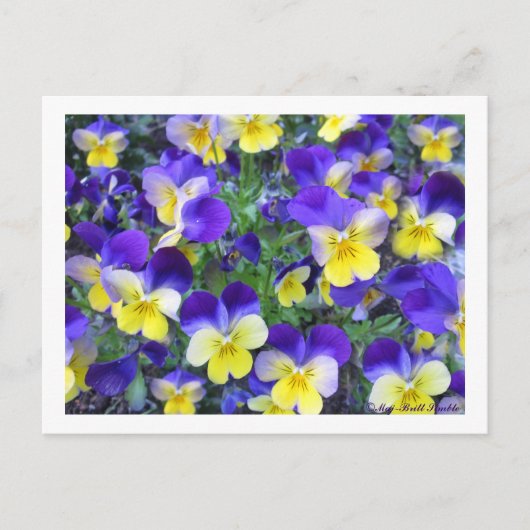 ヴィオラコルヌタ ポストカード (正面)