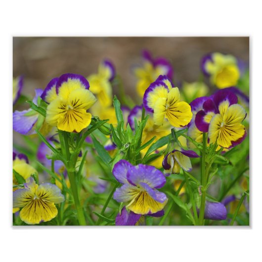 ヴィオラフォトプリント フォトプリント            (正面)