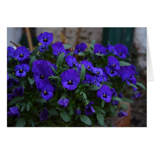 ヴィオラ・ウィトトロキアナ (正面横)