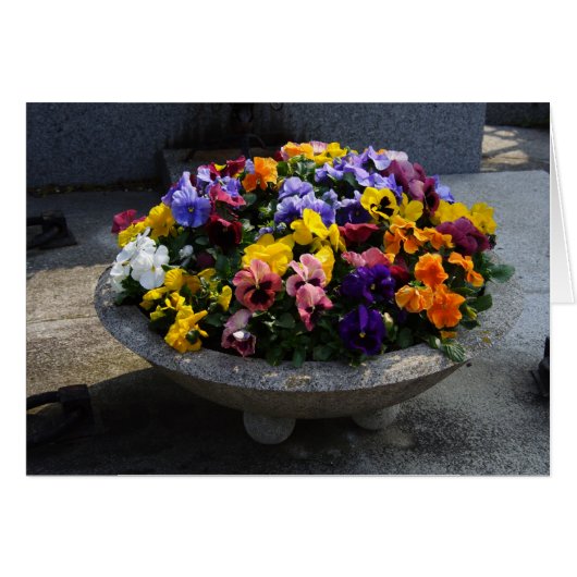 ヴィオラ・ウィトトロキアナ (正面横)