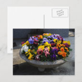 ヴィオラ・ウィトトロキアナ ポストカード (正面/裏面)