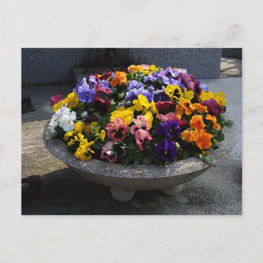 ヴィオラ・ウィトトロキアナ ポストカード (正面)