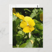 ヴィオラ「スイスジャイアントイエロー」 ポストカード (正面/裏面)