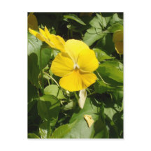 ヴィオラ「スイスジャイアントイエロー」