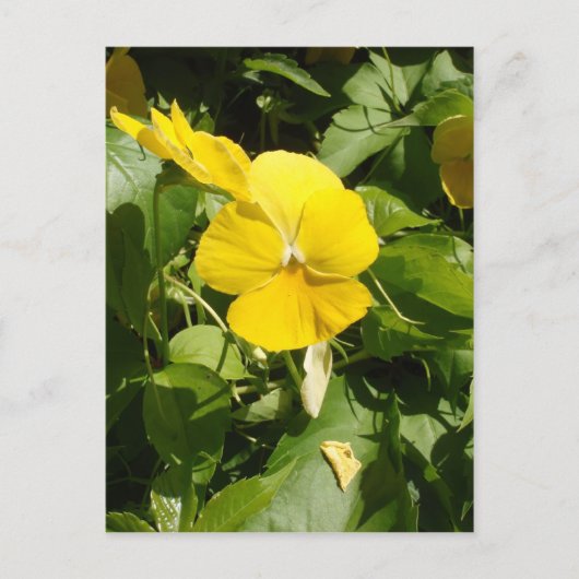 ヴィオラ「スイスジャイアントイエロー」 ポストカード (正面)