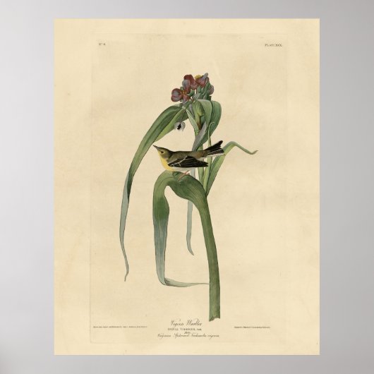 ヴィガーズ・ヴィレオ（パインウォーブラー）オードボンバーズアメリカ ポスター (正面)