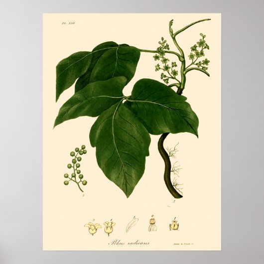ヴィクトリア時代の古風な毒ツタの植物画 ポスター (正面)