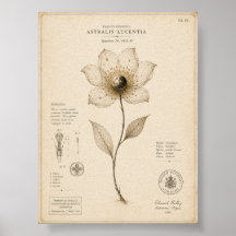 ヴィクトリア朝の天体植物学美術館プリント