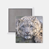 ヴィシュヌ ユキヒョウ マグネット (正面/裏面)