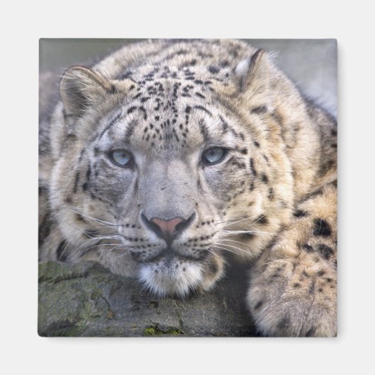 ヴィシュヌ ユキヒョウ マグネット (正面)