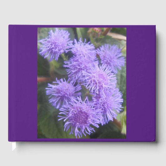 ヴィスコンテス ゲストブック (正面)