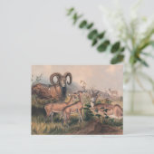 ヴィニェの野生の羊バイジョセフ・ウルフ ポストカード (スタンド正面)