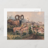 ヴィニェの野生の羊バイジョセフ・ウルフ ポストカード (正面/裏面)