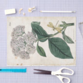 ヴィバーナムボタニカル金ゴールドトンフライ白花 薄葉紙 (クラフト)