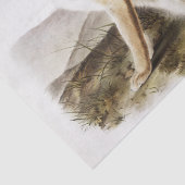 ヴィビパラスキツネ(Vulpes velox)からの迅速な四肢動物 薄葉紙 (詳細)