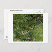 ヴィンセント・ヴァン・ゴッホ・グラスの塊 ポストカード (正面/裏面)