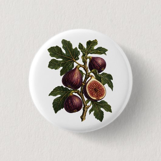 ヴィンテージいちじくの枝の植物画 缶バッジ (正面)