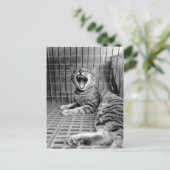 ヴィンテージかわいいあくび猫子猫 ポストカード (スタンド正面)