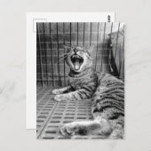 ヴィンテージかわいいあくび猫子猫 ポストカード (正面/裏面)