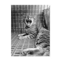 ヴィンテージかわいいあくび猫子猫