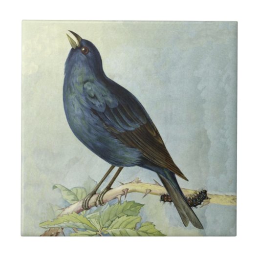 ヴィンテージかわいらし黒鳥枝毛虫 タイル (正面)