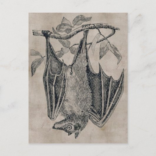 ヴィンテージこうもりはがき ポストカード (正面)