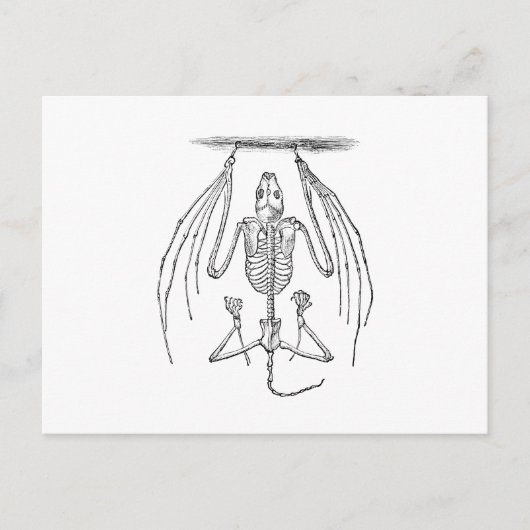 ヴィンテージこうもりスケルトン – こうもりとハロウィーンテンプレート ポストカード (正面)