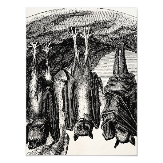 ヴィンテージこうもり1800s飛んでいるキツネこうもり フォトプリント (正面)