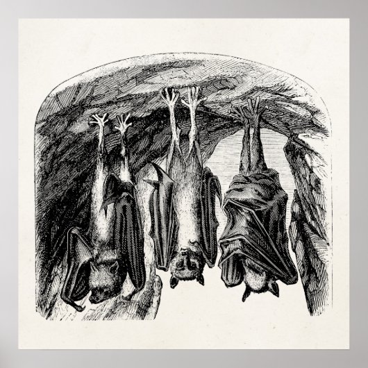 ヴィンテージこうもり1800s飛んでいるキツネこうもり ポスター (正面)