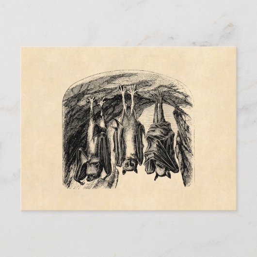 ヴィンテージこうもり1800s飛んでいるキツネこうもり ポストカード (正面)