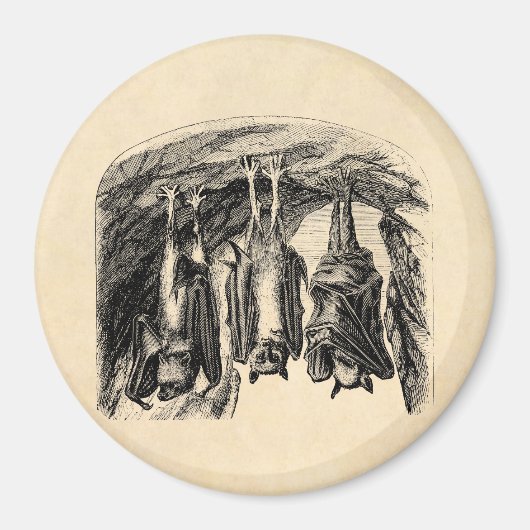 ヴィンテージこうもり1800s飛んでいるキツネこうもり マグネット (正面)