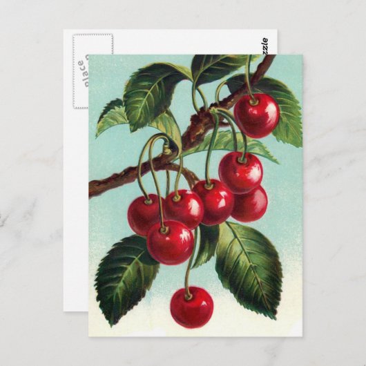 ヴィンテージさくらんぼの枝はがき ポストカード (正面/裏面)