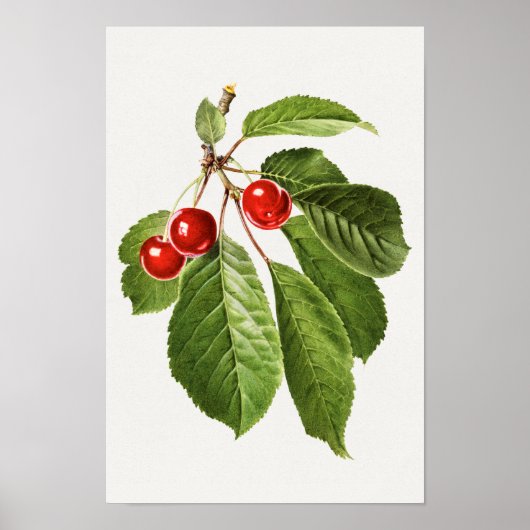 ヴィンテージさくらんぼフルーツウォーター絵画カラー ポスター (正面)