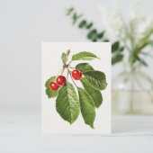 ヴィンテージさくらんぼフルーツウォーター絵画カラー ポストカード (スタンド正面)