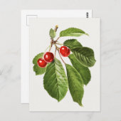 ヴィンテージさくらんぼフルーツウォーター絵画カラー ポストカード (正面/裏面)