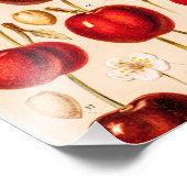 ヴィンテージさくらんぼ品種アンティークさくらんぼフルーツ フォトプリント            (角)