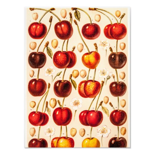 ヴィンテージさくらんぼ品種アンティークさくらんぼフルーツ フォトプリント            (正面)