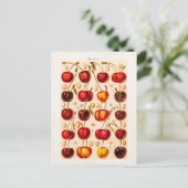 ヴィンテージさくらんぼ品種アンティークさくらんぼフルーツ ポストカード (スタンド正面)