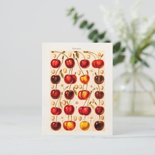 ヴィンテージさくらんぼ品種アンティークさくらんぼフルーツ ポストカード (スタンド正面)