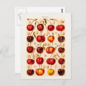 ヴィンテージさくらんぼ品種アンティークさくらんぼフルーツ ポストカード (正面/裏面)