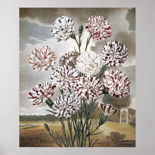ヴィンテージで変化するカーネーションの花と灰色の空 ポスター (正面)