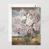 ヴィンテージで変化するカーネーションの花と灰色の空 ポストカード (正面/裏面)