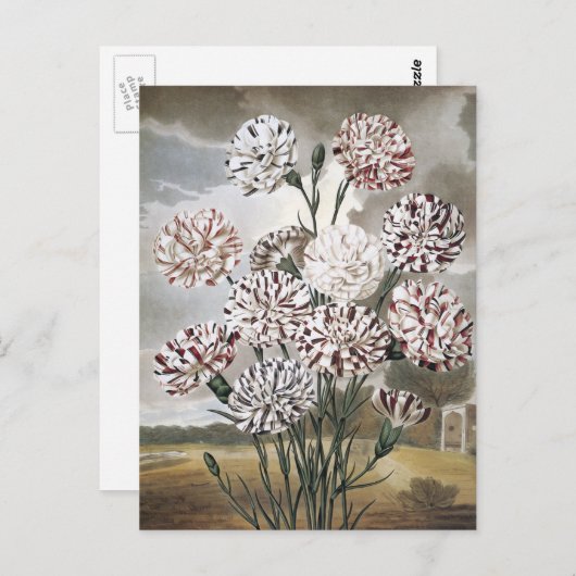 ヴィンテージで変化するカーネーションの花と灰色の空 ポストカード (正面/裏面)