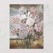 ヴィンテージで変化するカーネーションの花と灰色の空 ポストカード (正面)