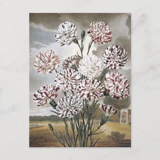 ヴィンテージで変化するカーネーションの花と灰色の空 ポストカード (正面)