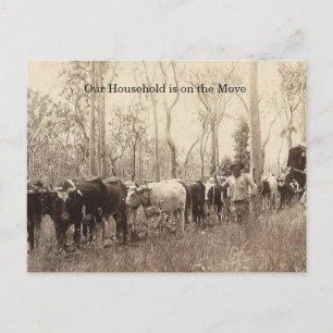 ヴィンテージで移動する牛の家族の写真 ポストカード