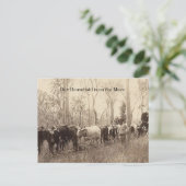 ヴィンテージで移動する牛の家族の写真 ポストカード (スタンド正面)